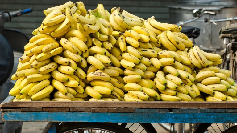 Indian Banana